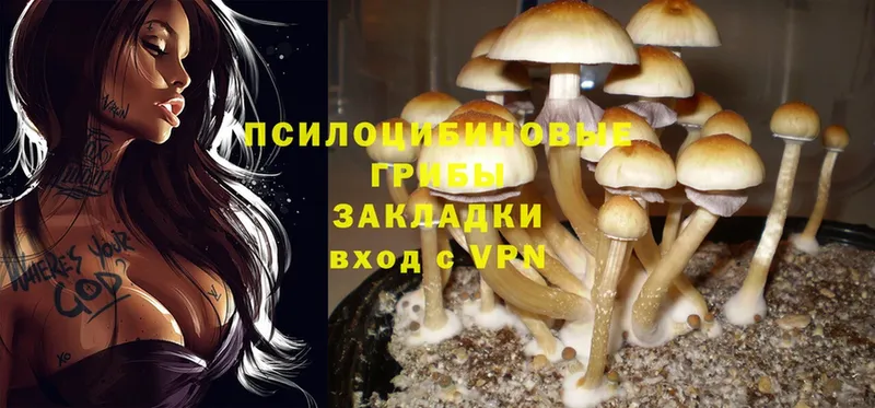 blacksprut зеркало  Кондрово  Псилоцибиновые грибы Psilocybine cubensis 